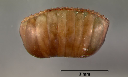 A fully developed and detached ootheca of the brown-banded cockroach, Supella longipalpa Fabricius.