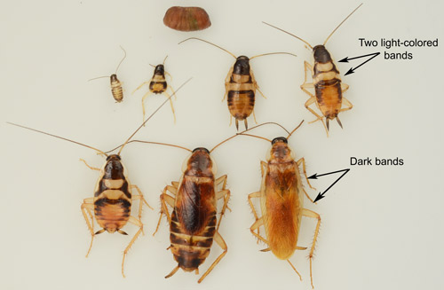 The life stages of the brown-banded cockroach, Supella longipalpa Fabricius, showing and oothecal (first row), five instars of nymphs (second row and first individual in third row) and both sexes of adults (third row).