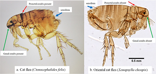 Figure 1. Comparison images of Ctenocephalides felis and Xenopsylla cheopis. Note the presence of both the genal (cheek area below the eye; green arrow) and pronotal (behind the head; red arrow) combs in Ctenocephalides felis (a) and the characteristic absence of both combs in Xenopsylla cheopis (b). The sensory structure (sensilium) is present in both species and is described in the text. Photographs by Centers for Disease Control and Prevention (a) and Daniel Drew, Yale University (b).