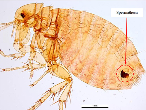 Figure 2. Adult female Xenopsylla cheopis with red arrow pointing to the sperm storage vessel (spermatheca), which is encircled in red. Photograph by Ken Walker, Museum Victoria.