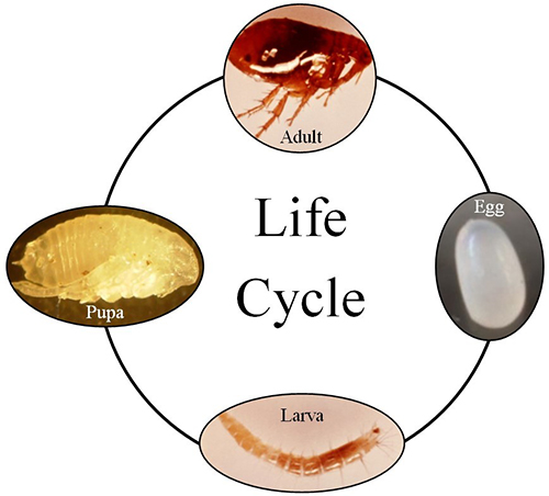 Figure 4. The general lifecycle of the sealworm nematode (Pseudoterranova decipiens), with embedded photograph of the nematode. Immature larval stages are shown as larval stages 1-3 (L1-L3). Photograph by Centers for Disease Control and Prevention, https://www.cdc.gov/dpdx/anisakiasis/index.html.