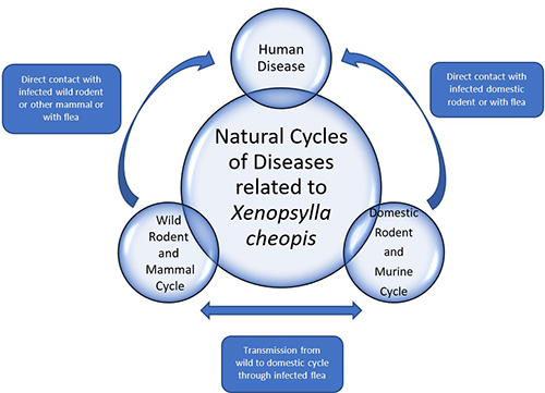 Figure 5. Generalized diagram of the disease cycles in which Xenopsylla cheopis is involved. Adapted by the authors from ideas in Marquardt (2000) and Gage (2005).
