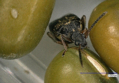 Fig. 3. Female Callosobruchus maculatus feeding on Mung bean (Vigna radiata) at magnification 50X. Photograph by Garima Garima, Department of Entomology and Nematology. University.