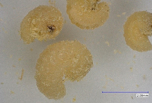 Figure 3: Larva of Callosobruchus maculatus at magnification 50X. Photograph by Garima Garima, Department of Entomology and Nematology, University of Florida
