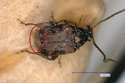 Figure 4: Pupa of Callosobruchus maculatus at magnification 50X. Photograph by Garima Garima, Department of Entomology and Nematology, University of Florida