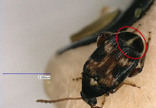 Figure 6: Female Callosobruchus maculatus, red circle is showing the abdominal plate at magnification 50X. Photograph by Garima Garima, Department of Entomology and Nematology, University of Florida