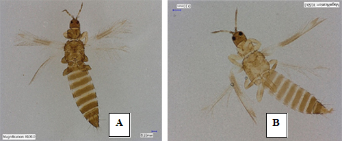 Image= Megalurothrips_usitatus01.jpg
Figure 1. Adult female (A) and male (B) bean flower thrips, Meagalurothris usitatus Bagnall (dorsal view). Photograph by Rafia A. Khan, Entomology and Nematology Department, University of Florida 
