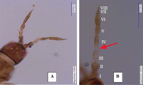 Image= Megalurothrips_usitatus02.jpg
Figure 2. Head of an adult bean flower thrips, Meagalurothris usitatus Bagnall, showing antenna with eight antennal segments (A) and enlarged view of one antenna (B) (arrow showing the constricted apical neck between segment III-IV). Photograph by Rafia A. Khan, Entomology and Nematology Department, University of Florida. 