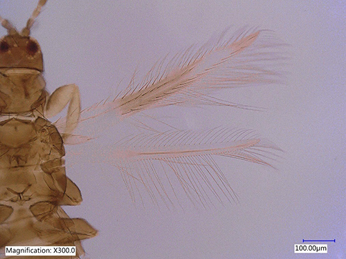 Image: Megalurothrips_usitatus05.jpg
Figure 5. Wings of an adult bean flower thrips, Megalurothrips usitatus Bagnall. Photograph by Rafia A. Khan, Entomology and Nematology Department, University of Florida.
