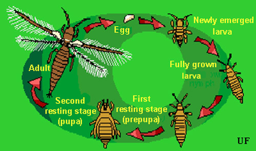 Typical thrips life cycle. 