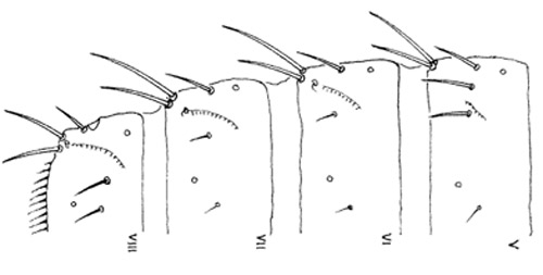Abdominal segments V-VIII of the melon thrips, Thrips palmi Karny. 