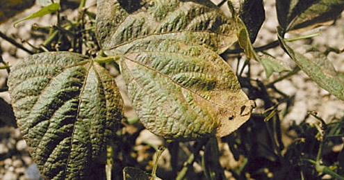Bean leaf damage caused by the melon thrips, Thrips palmi Karny, showing a close-up of the bronze coloring effect. 