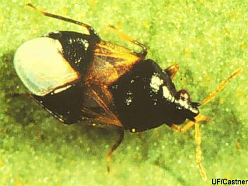 The minute pirate bugs are black with white markings. They prey on many small insects and eggs, including thrips. About 70 species exist in North America. 