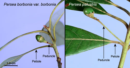 Peduncles and subtending petioles of red bay, Persea borbonia var. borbonia (L.), and swamp bay, Persea palustris (Raf.) Sarg
