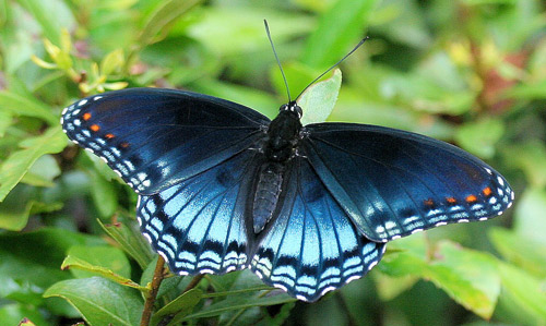 Adult red-spotted purple, Limenitis arthemis. Dorsal view of wings. 