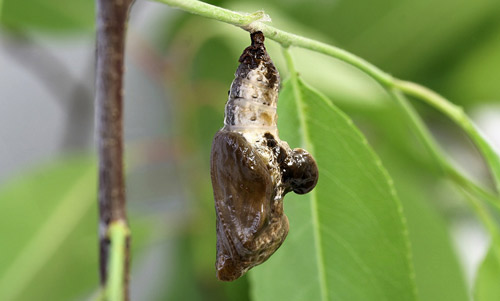 Pupa of the red-spotted purple, Limenitis arthemis astyanax (Fabricius). 