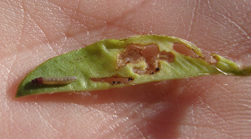Fig. 1. Feeding injury and larva of the rednecked peanutworm, Stegasta bosqueella (Chambers), found inside a peanut terminal after pulling it open. Photograph by Barry Tillman, University of Florida.