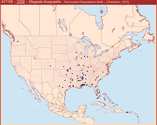 Figure 2. Sightings map of the rednecked peanutworm indicating general distribution, Stegasta bosqueella (Chambers), used with permission and created by the Moth Photographers Group at the Mississippi Entomological Museum at Mississippi State University.
