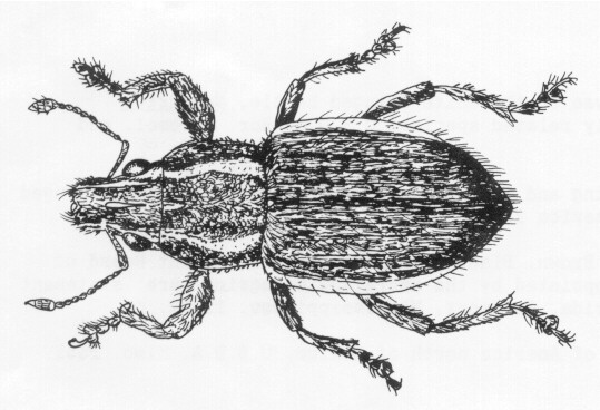 Adult female whitefringed beetle, Naupactus sp.
