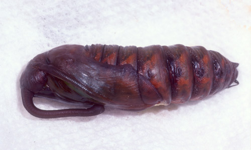 hornworm
