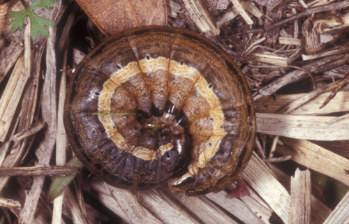 Curled larva of the armyworm, Pseudaletia unipuncta (Haworth). 