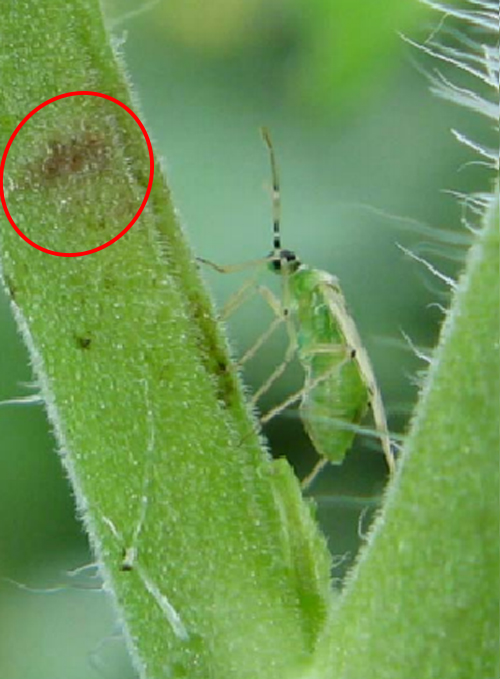 Figure 2: Brown ring formed by feeding of Nesidiocoris tenuis on a tomato plant. Photograph by Jacobson Rob, Agriculture and Horticulture Development Board. http://www.robjacobsonconsultancy.co.uk/