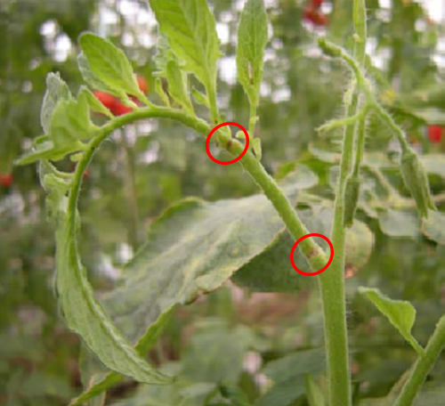 Figure 2: Brown ring formed by feeding of Nesidiocoris tenuis on a tomato plant. Photograph by Jacobson Rob, Agriculture and Horticulture Development Board. http://www.robjacobsonconsultancy.co.uk/