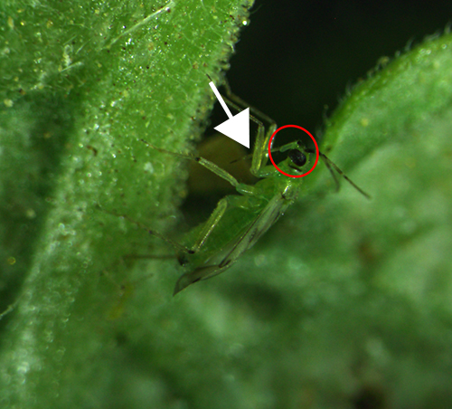 Figure 4: Head (red circle) and Stylet (white arrow) of Nesidiocoris tenuis. Photograph by Johanna Bajonero, Entomology and Nematology Department, Southwest Research and Education Center, University of Florida.
