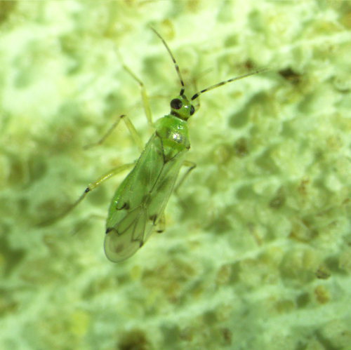 Figure 1.  Adult tomato bug, Nesidiocoris tenuis Reuter. Photograph by Johanna Bajonero, Entomology and Nematology Department, Southwest Research and Education Center, University of Florida.