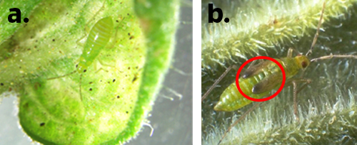 Figure 5: Nymphs: a) early nymphal stage of Nesidiocoris tenuis without wing buds; b) late nymphal stage of Nesidiocoris tenuis with wing buds (red circle). Photograph a) by Johanna Bajonero, Entomology and Nematology Department, Southwest Research and Education Center, University of Florida, b) by Jacobson Rob, Agriculture and Horticulture Development Board. http://www.robjacobsonconsultancy.co.uk/