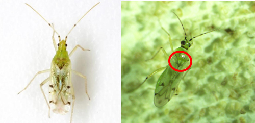 Figure 6: Presence and absence of black band behind the eyes. Left (Macrolophus brevicornis Knight). Photograph by Mike Quinn, www.bugguide.net. Right (Nesidiocoris tenuis Reuter) marked with a white arrow. Triangle-like shield (scutellum), marked with the red circle. Photograph by Johanna Bajonero, Entomology and Nematology Department, Southwest Research and Education Center, University of Florida.