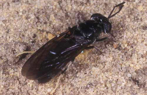 Adult black soldier fly, Hermetia illucens (Linnaeus).