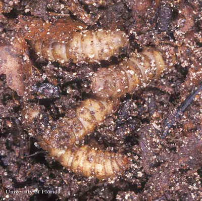 Larvae of the black soldier fly, Hermetia illucens (Linnaeus), in compost. 