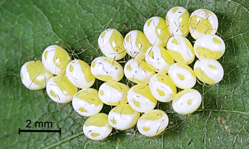 Io moth, Automeris io (Fabricius), approximately 36 hour old eggs.