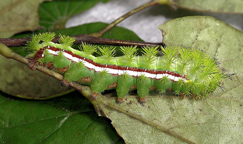 Io moth, Automeris io (Fabricius), full-grown larva.