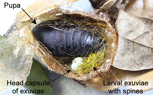Io moth, Automeris io (Fabricius), cocoon opened to show larval exuviae and pupa.