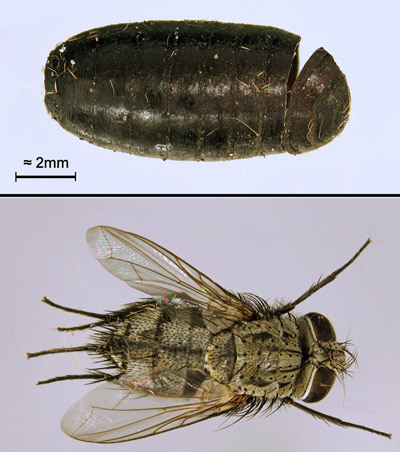 Tachinid fly parasitoid of Automeris io (Fabricius). Purparial shell (top) and adult fly that emerged from it (bottom). 