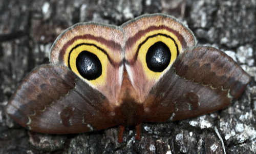Io moth, Automeris io (Fabricius), adult female in startle posture.
