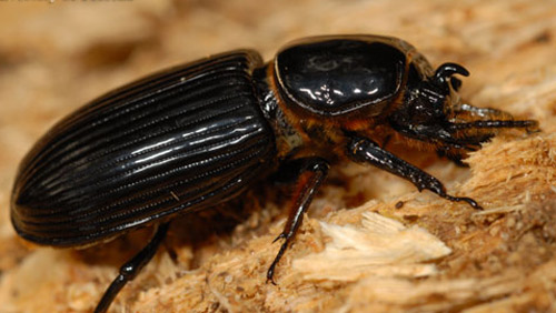 Lateral view of a horned passalus, Odontotaenius disjunctus Illiger. The shiny black color was responsible for another commonly used name: patent leather beetle.