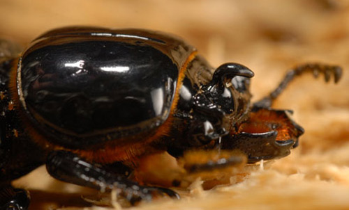 Close up of the head and curved horn of the horned passalus, Odontotaenius disjunctus Illiger. Also notice the fringes of golden hairs and the mites just behind the head. 