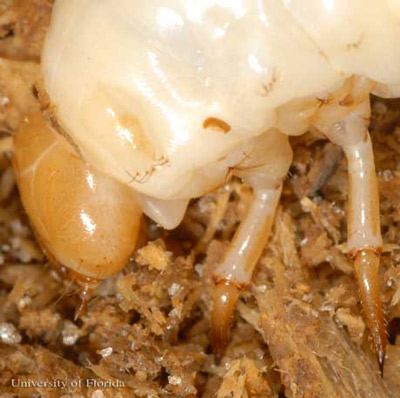 Larva of the horned passalus, Odontotaenius disjunctus Illiger, with close up of legs. 