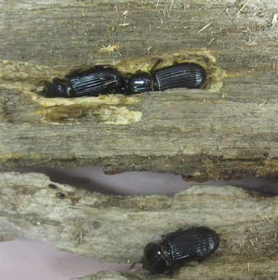 Aggregation of the horned passalus, Odontotaenius disjunctus Illiger, in the same wood pieces. (University of Florida educational specimens). 