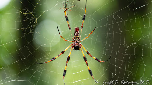 adult silk spider