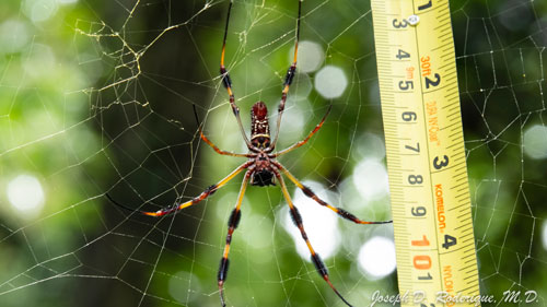 Female golden silk spider, Nephila clavipes (Linnaeus), on web