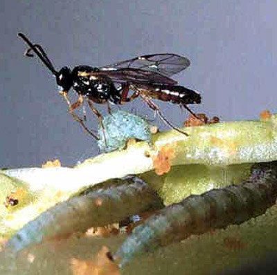 Male Diadegma insulare (Cresson), a parasitoid wasp, and mature larvae of the diamondback moth, Plutella xylostella (Linnaeus).