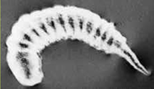 Mature larva of Diadegma insulare (Cresson), a parasitoid wasp.
