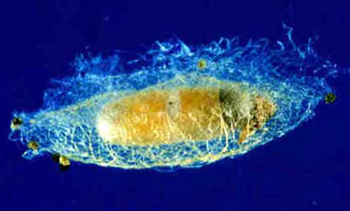 Cocoon of Diadegma insulare (Cresson), a parasitoid wasp.