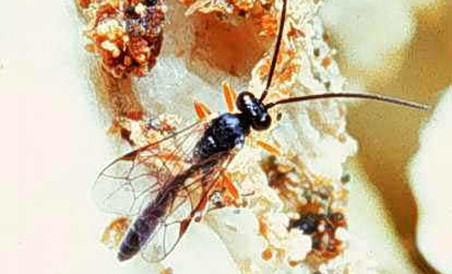 Male Diadegma insulare (Cresson), a parasitoid wasp. 