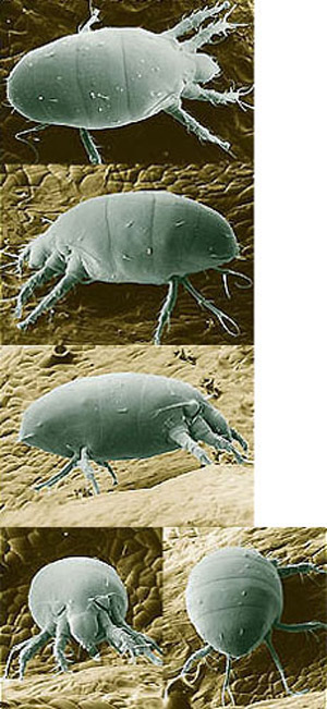 Photographs of a female broad mite, Polyphagotarsonemus latus (Banks), on the surface of a pepper leaf. The (views from top to bottom: dorsal, left lateral, right lateral, front, rear) photographs were taken with a low temperature scanning electron microscope. The specimen was held on a new, height-angle, azimuth rotation specimen holder and frozen in its natural position with liquid nitrogen. The USDA has a Build-A-Mite Web site where these five photographs can be copied, cut and folded to create a box that depicts the mite's three-dimensional shape. 