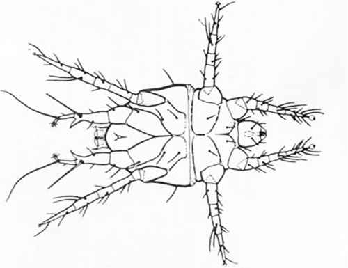 Ventral view of a male broad mite, Polyphagotarsonemus latus (Banks).
